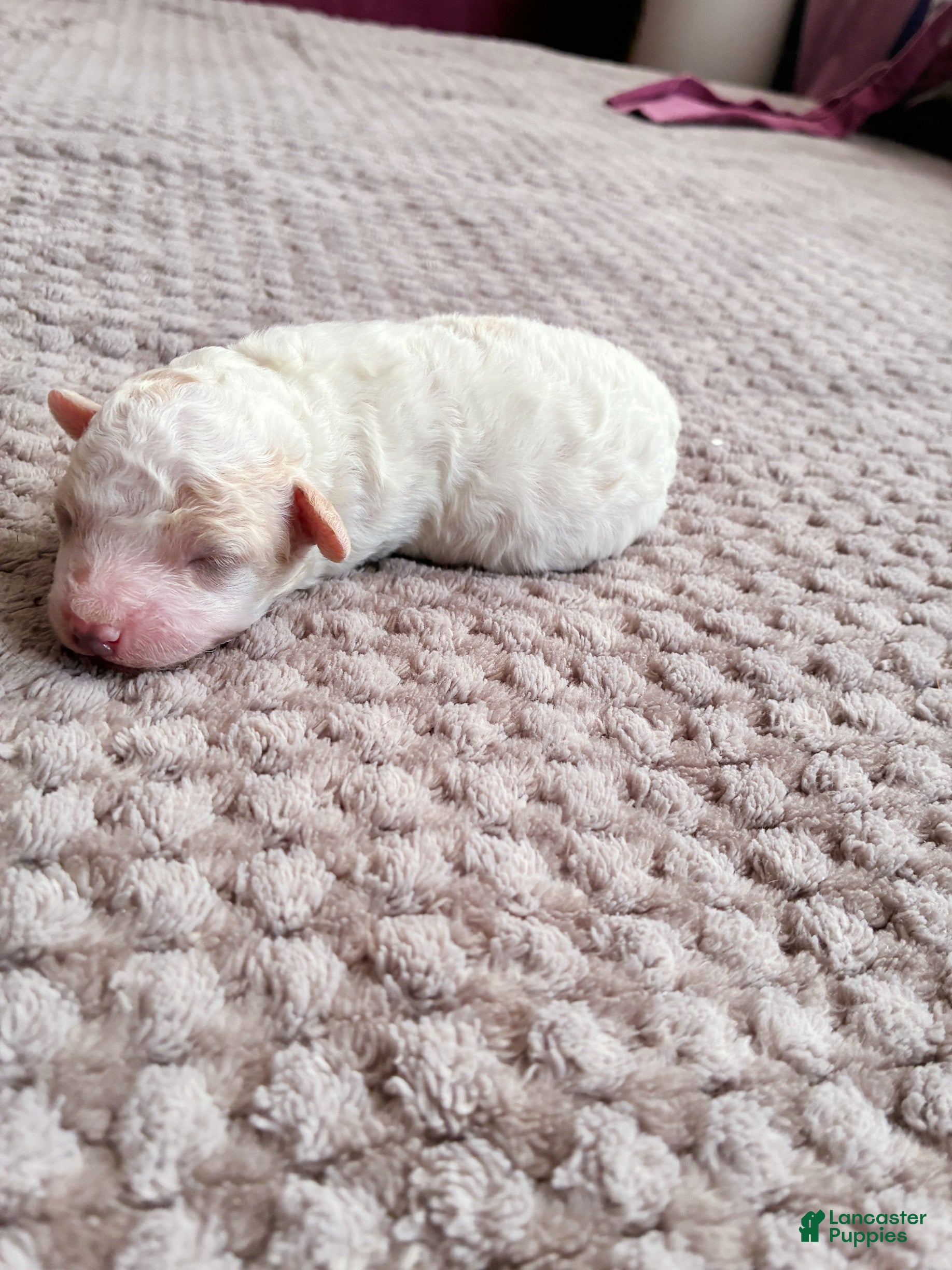 Toy Poodle dogs CHEPHREN TUT Teacup Toy Poodle  - Ad 19