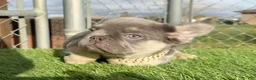 French Bulldog dogs for sale: Rocky🩶Rare Lilac Tan Fluffy in LA, CA-USA DELIVERY & FINANCING OPTIONS AVAILABLE! - Ad 19