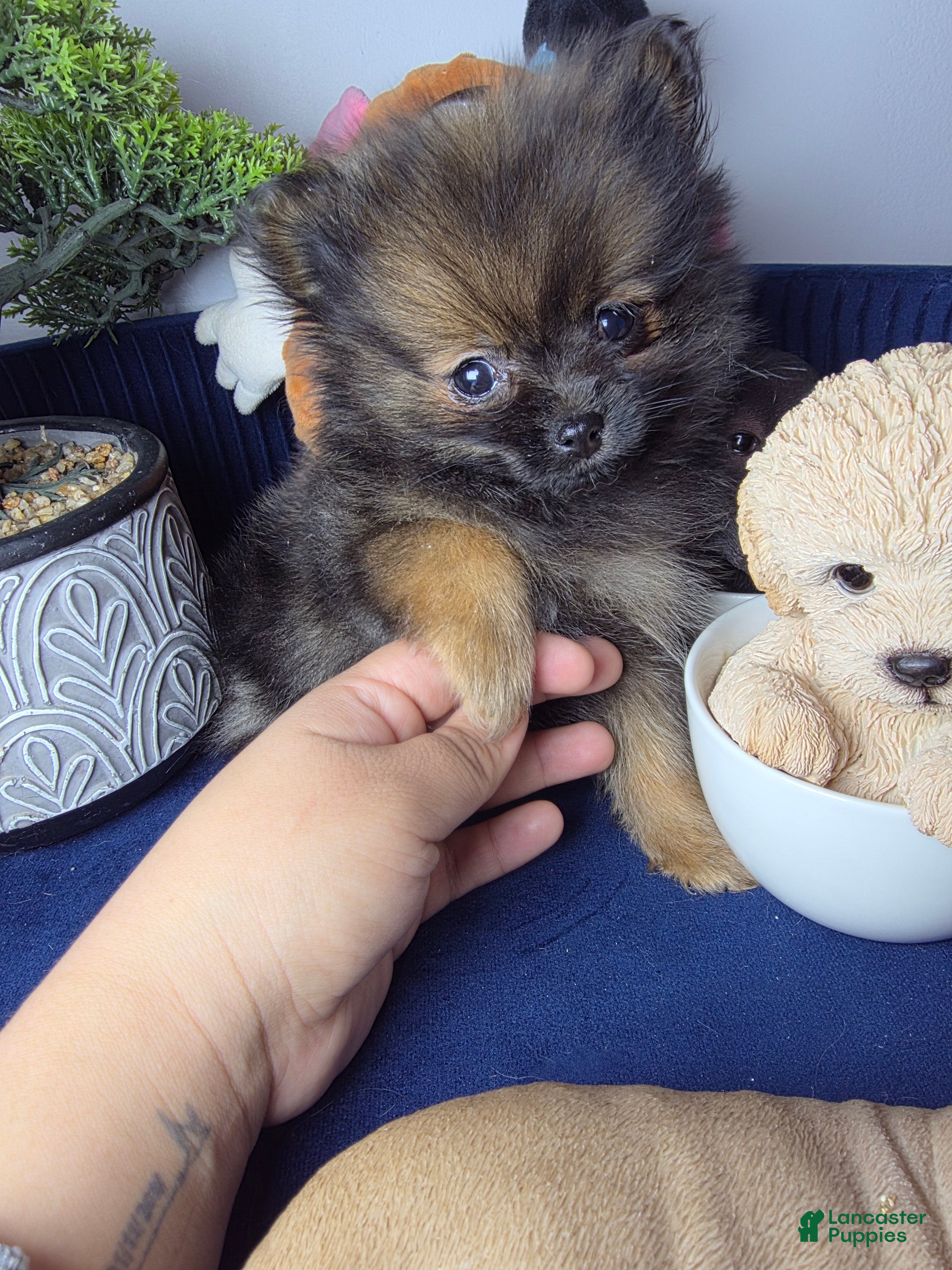 Pomeranian dogs Pomeranian Puppy 1 - Ad 39