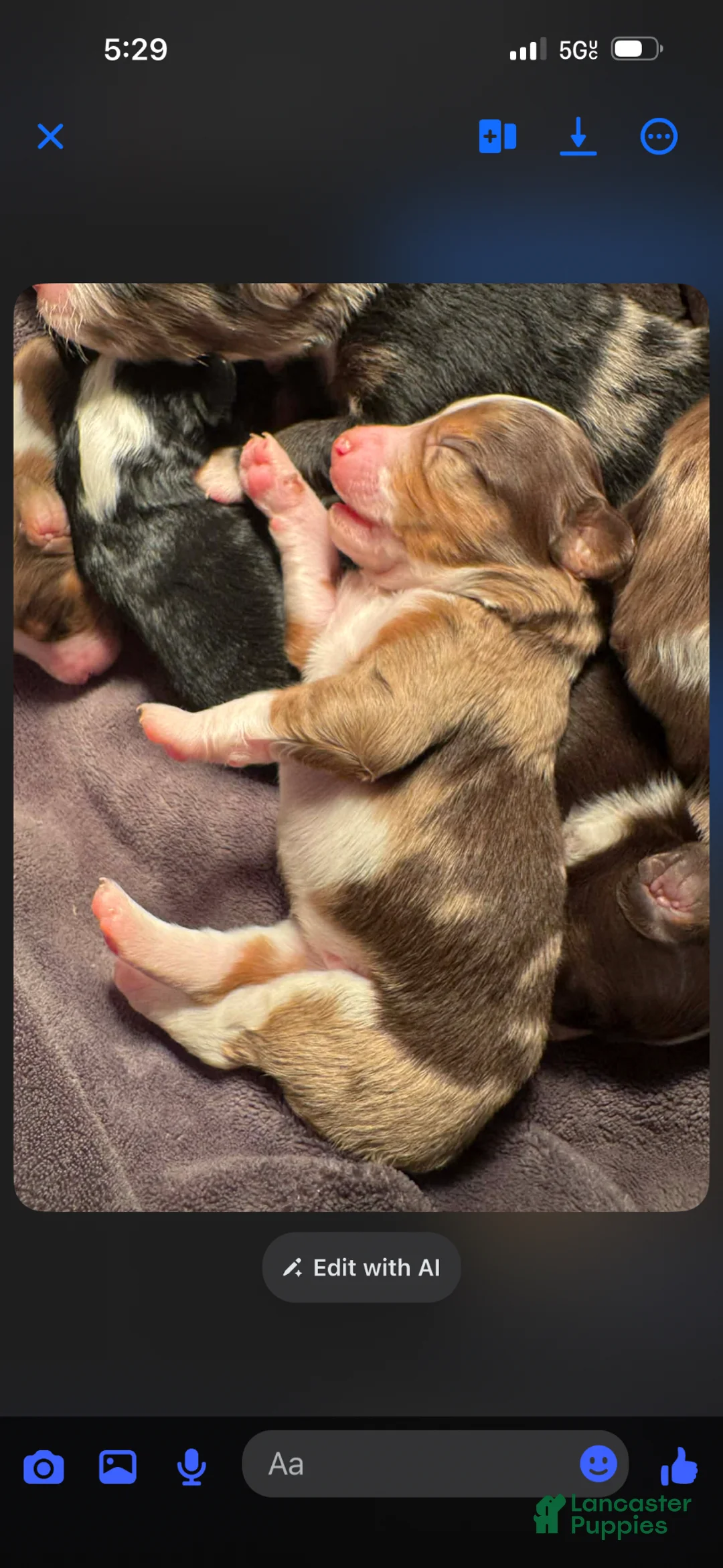 Mixed Breed dogs for sale: Australian Mountain Doodle Charlotte - Ad 2