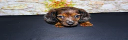 Miniature Dachshund dogs for sale: Butters - Ad 9