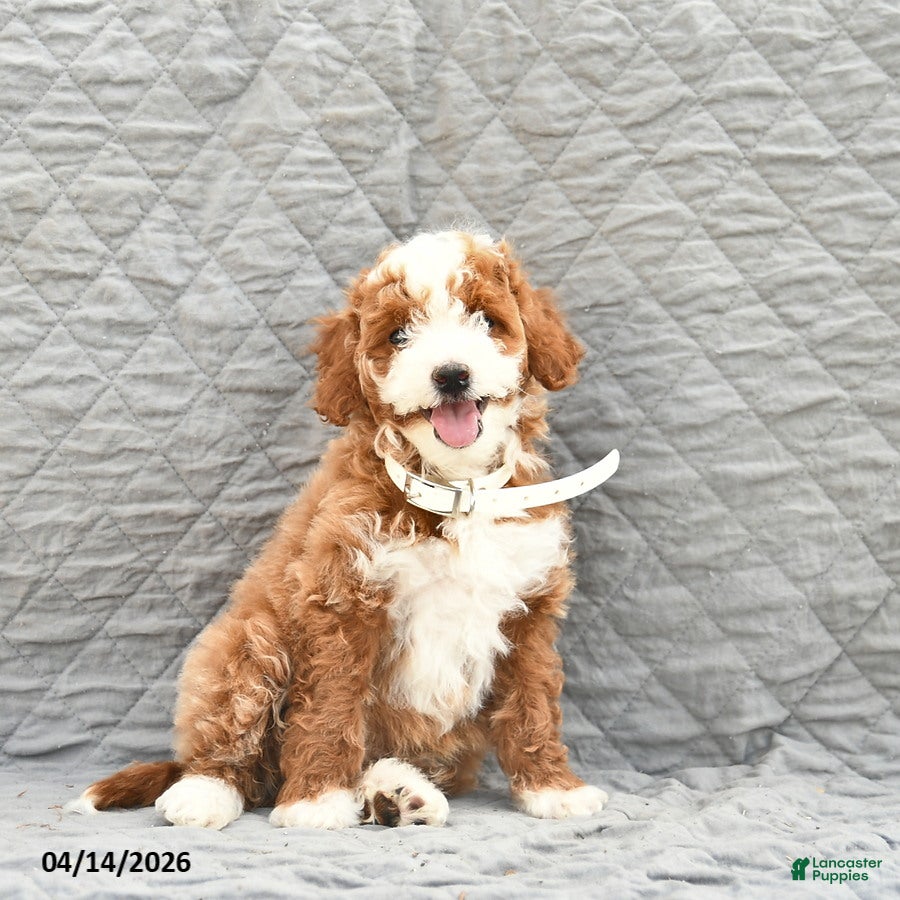 Miniature Poodle dogs Scout  - Ad 1