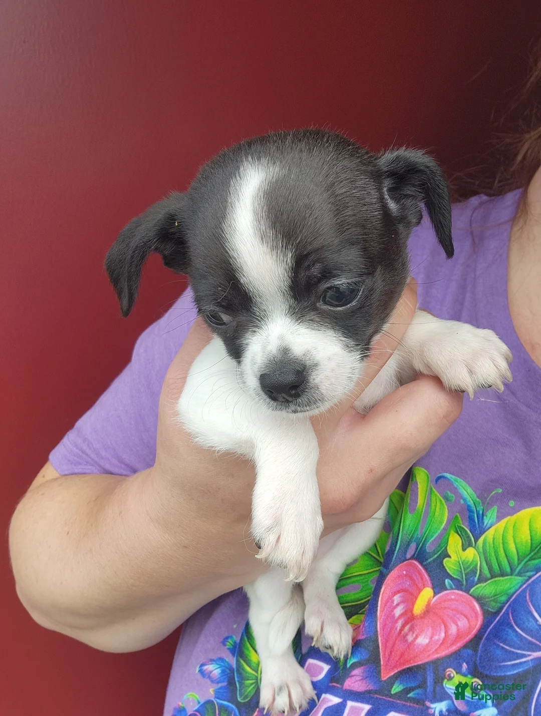 Chihuahua dogs for sale: SPOT - Ad 2