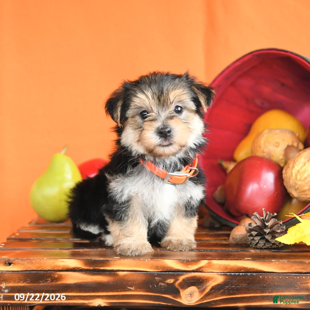 Morkie dogs for sale: Crew - Ad 1