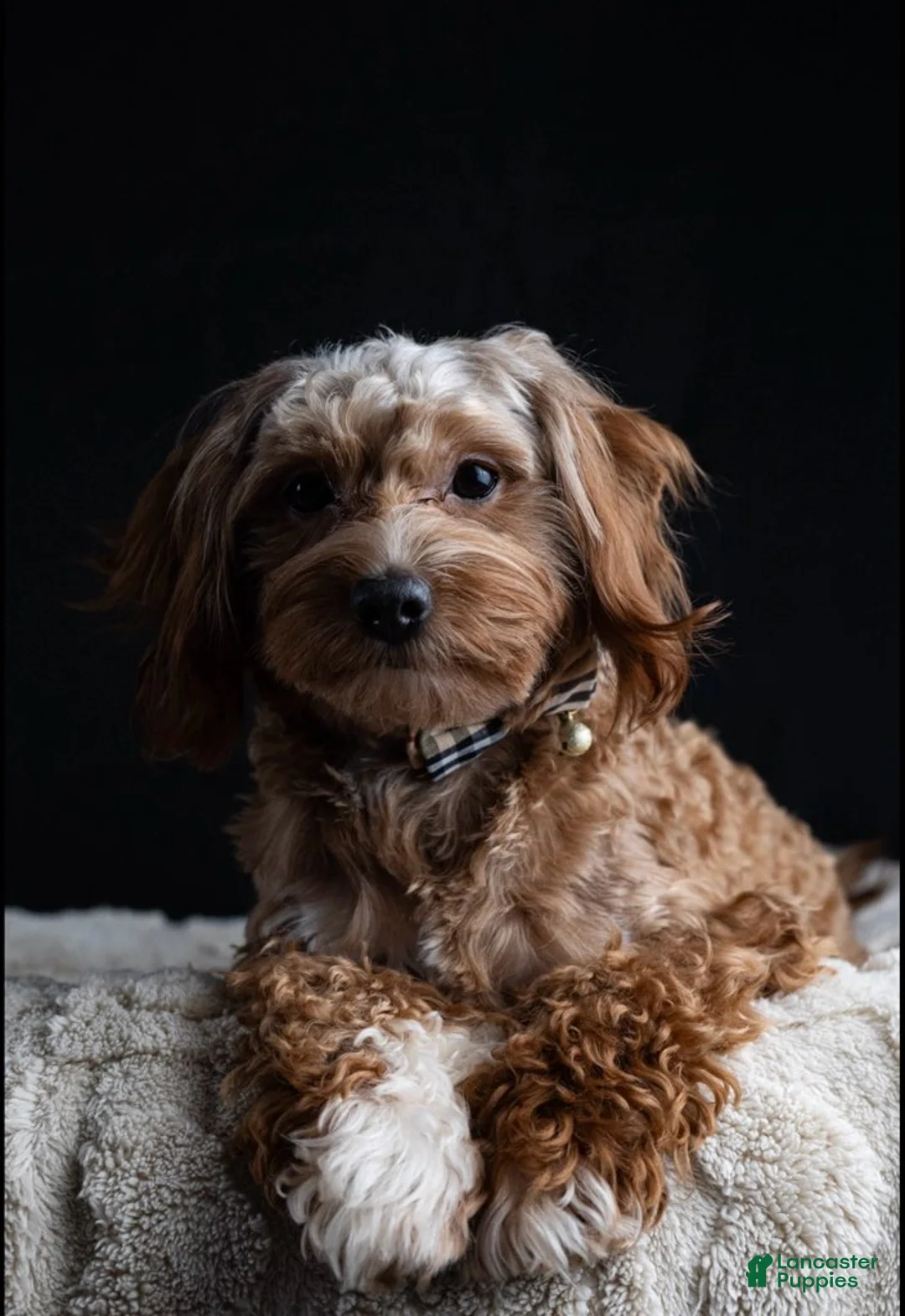 Maltipoo dogs for sale:  Brownie - Ad 4