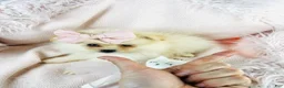 Pomeranian dogs for sale: Pomeranian 1 - Ad 2