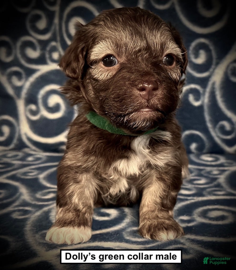 Havanese dogs AKC Dolly's Green Collar Male - Ad 1