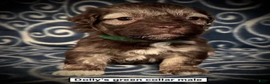 AKC Dolly's Green Collar Male