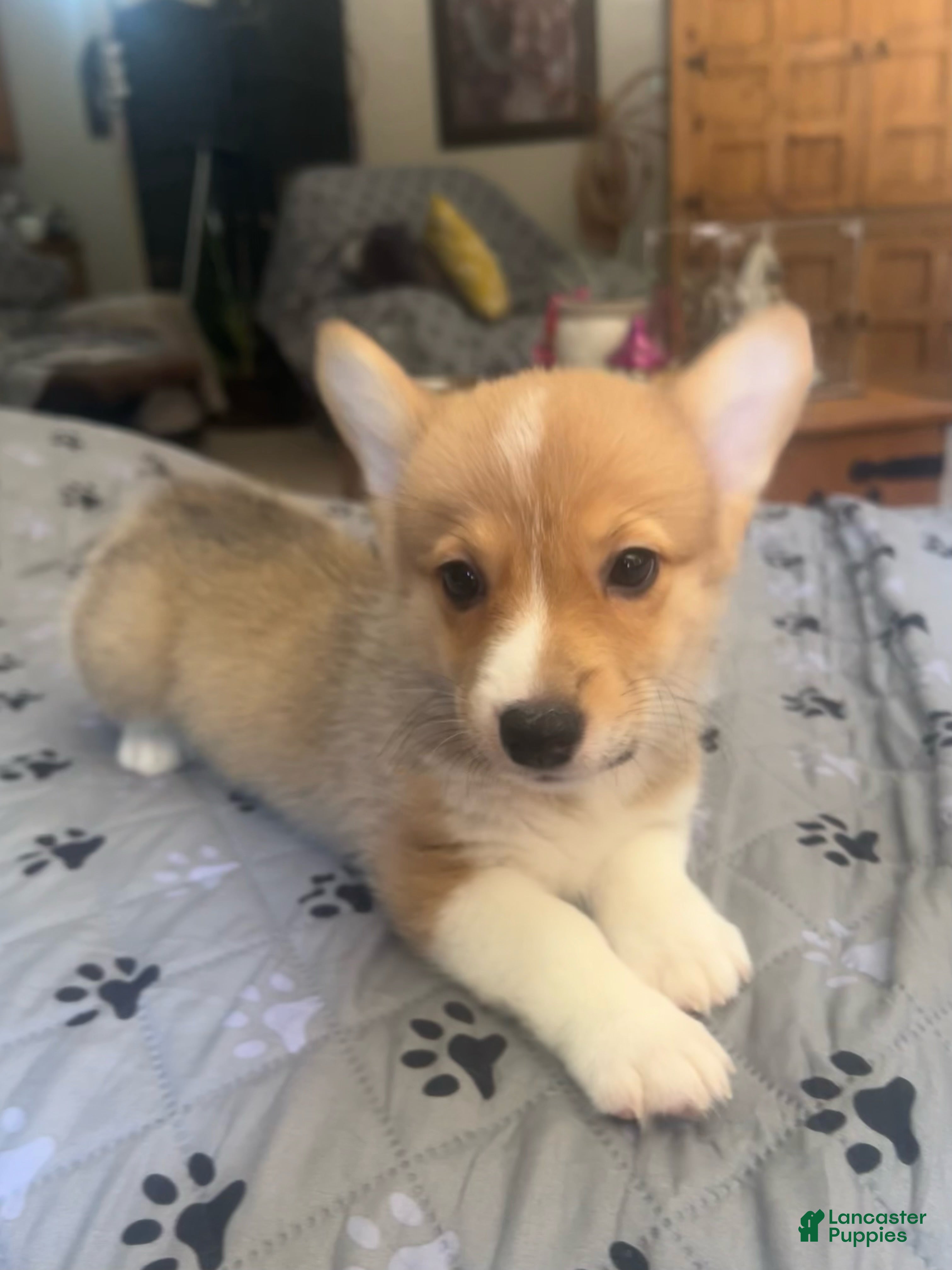 Welsh Corgi Pembroke dogs Welsh Corgi Pembroke Puppy 6 - Ad 1