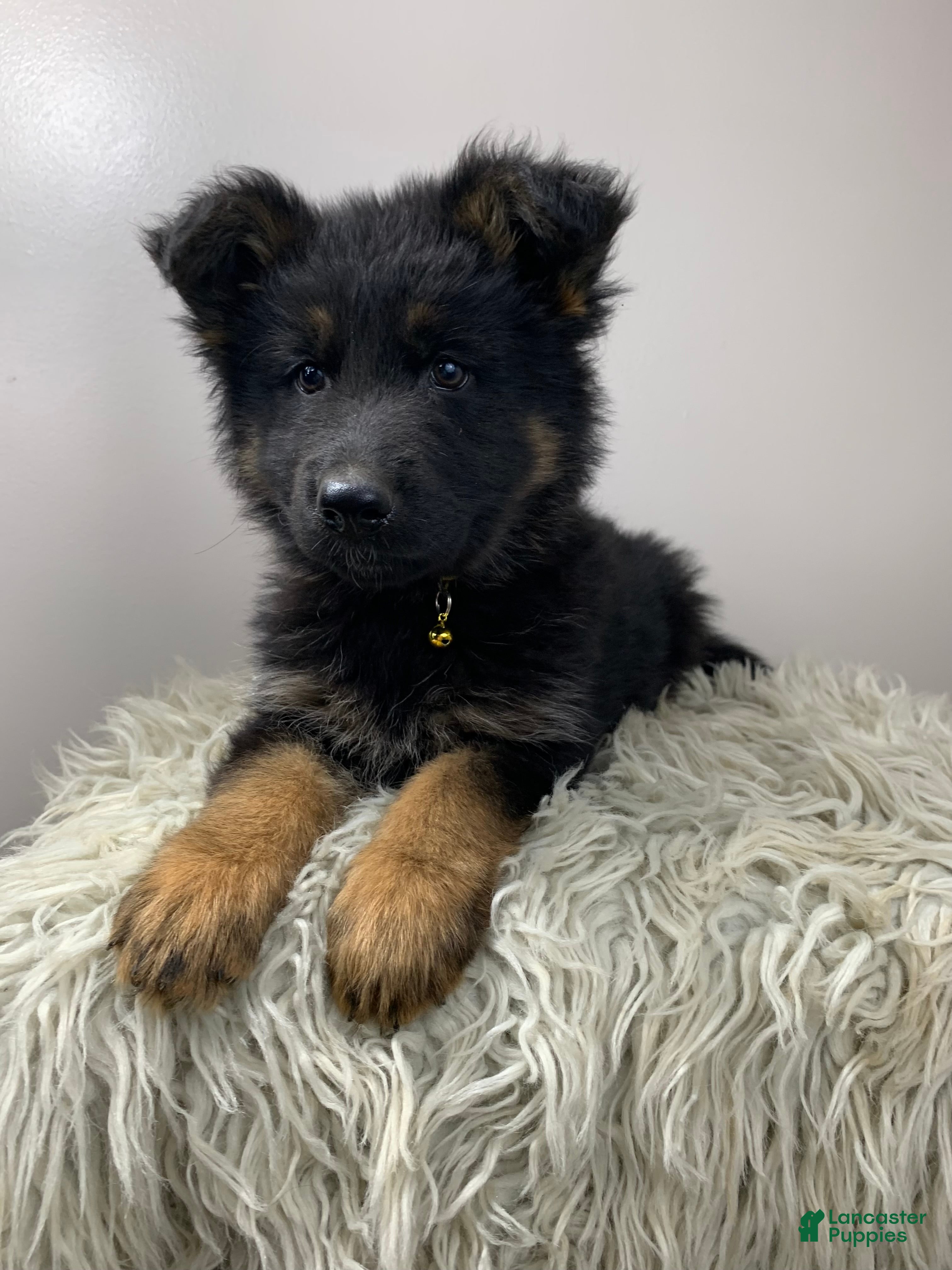 German Shepherd dogs Sugar - Ad 2