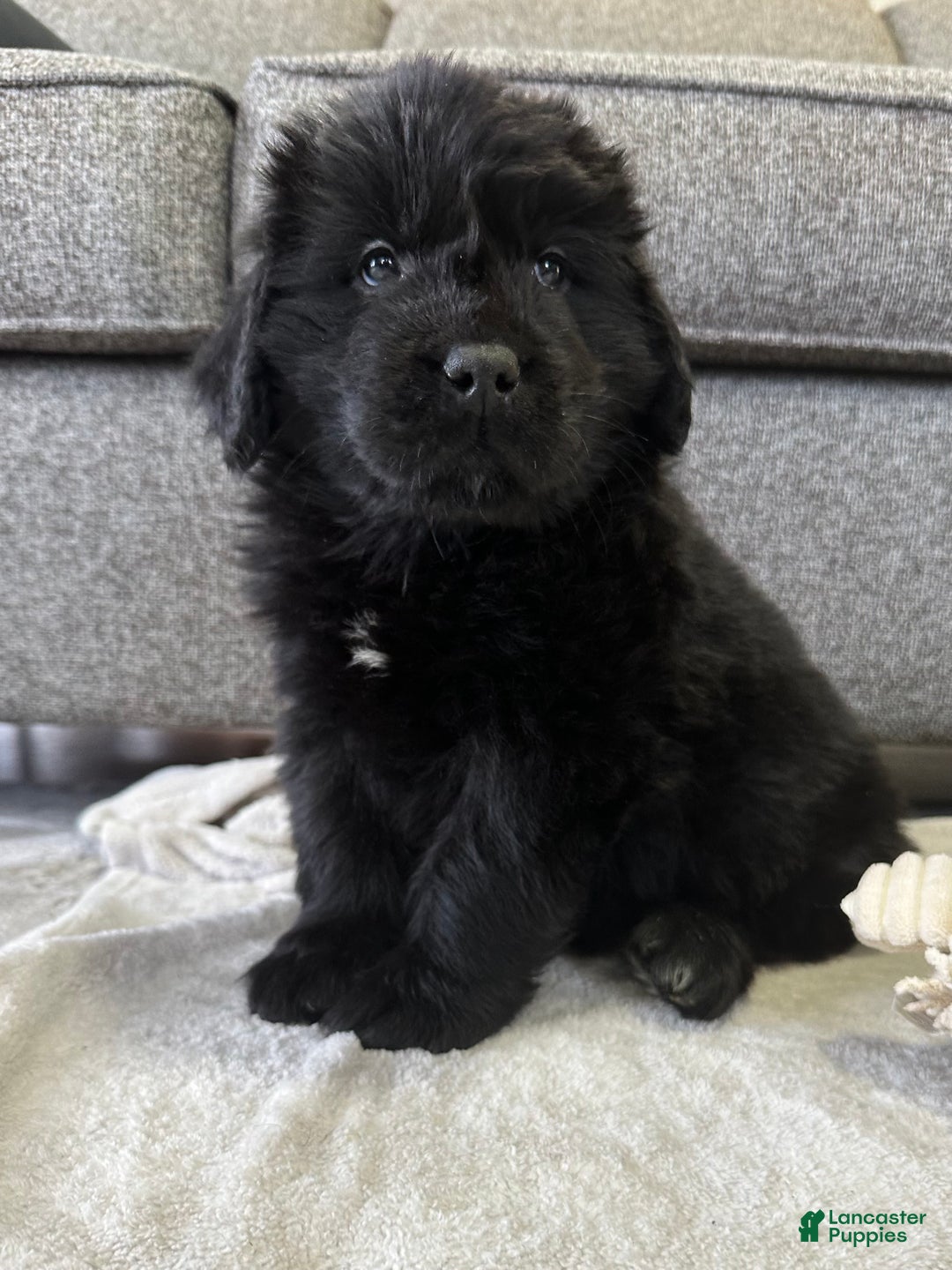 Newfoundland dogs for sale: OFA,AKC,CH, “ Jackson Cancrimo” - Ad 3