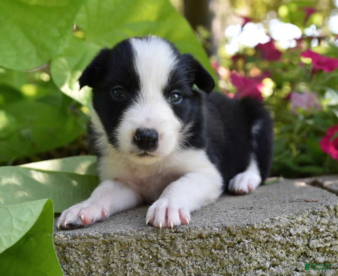 Border Collie breeders, New Jersey | Lancaster Puppies, image size:1080x881