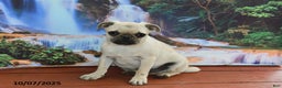 Pug dogs for sale: Wee Willy Winkie - Ad 8