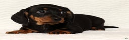 Miniature Dachshund dogs for sale: Rudolph - Ad 4