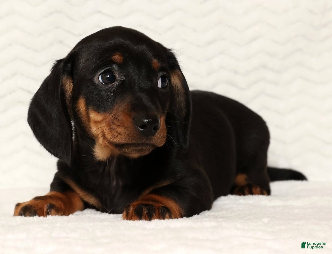 Miniature Dachshund dogs for sale: Rudolph - Ad 4