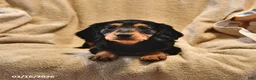 Miniature Dachshund dogs for sale: Cindy - Ad 4