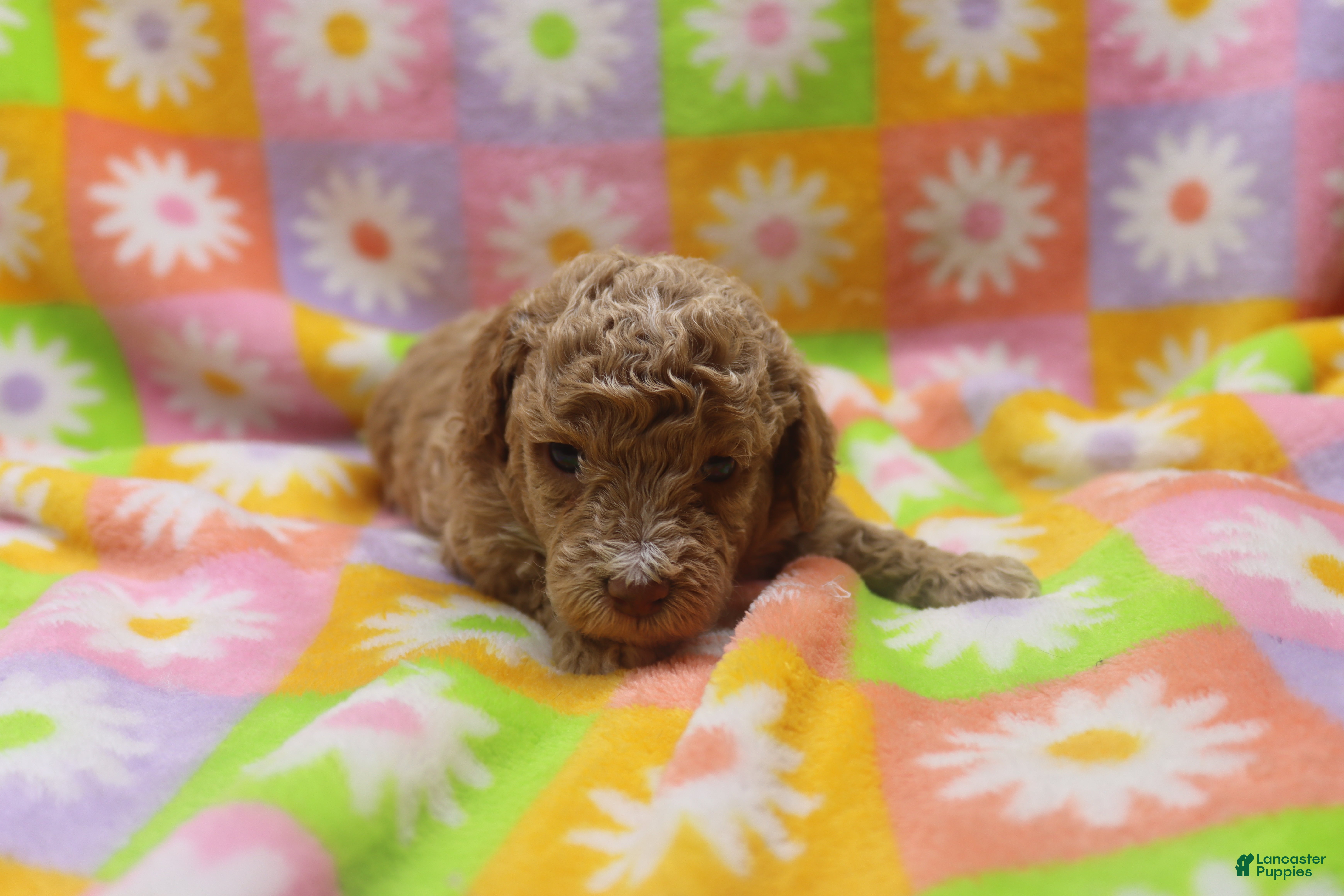 Toy Poodle dogs Violet - Ad 16
