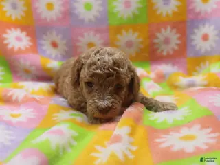 Toy Poodle dogs Violet - Ad 16