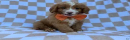 Mini Goldendoodle dogs for sale: Larry - Ad 1