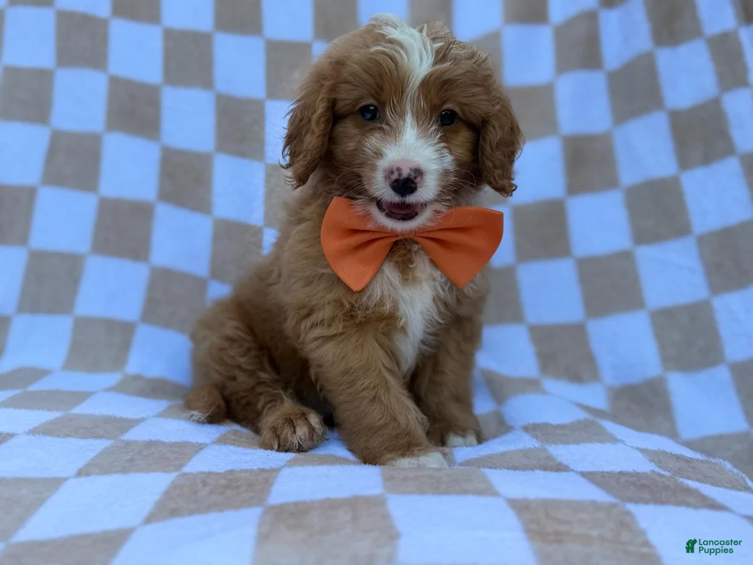 Mini Goldendoodle dogs for sale: Larry - Ad 1