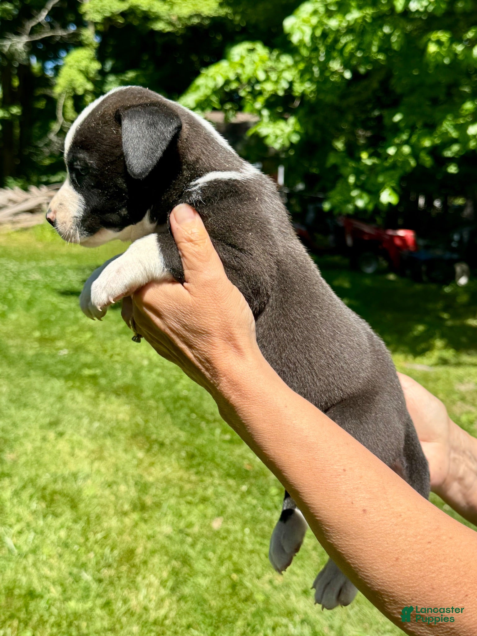 American Bulldog dogs Male 3 - Ad 2