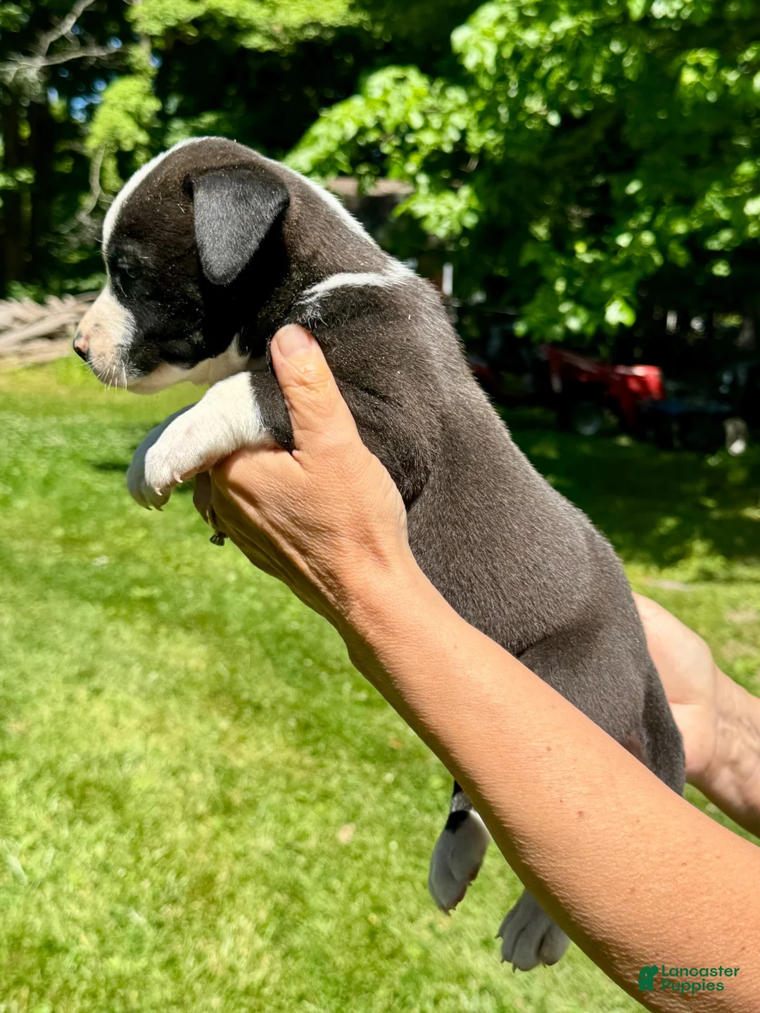 American Bulldog dogs for sale: Male 3 - Ad 2
