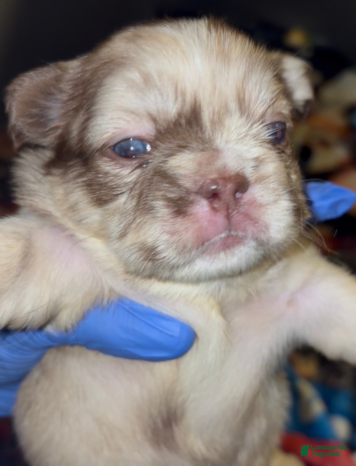 French Bulldog dogs for sale: Fluffy frenchie - Ad 3