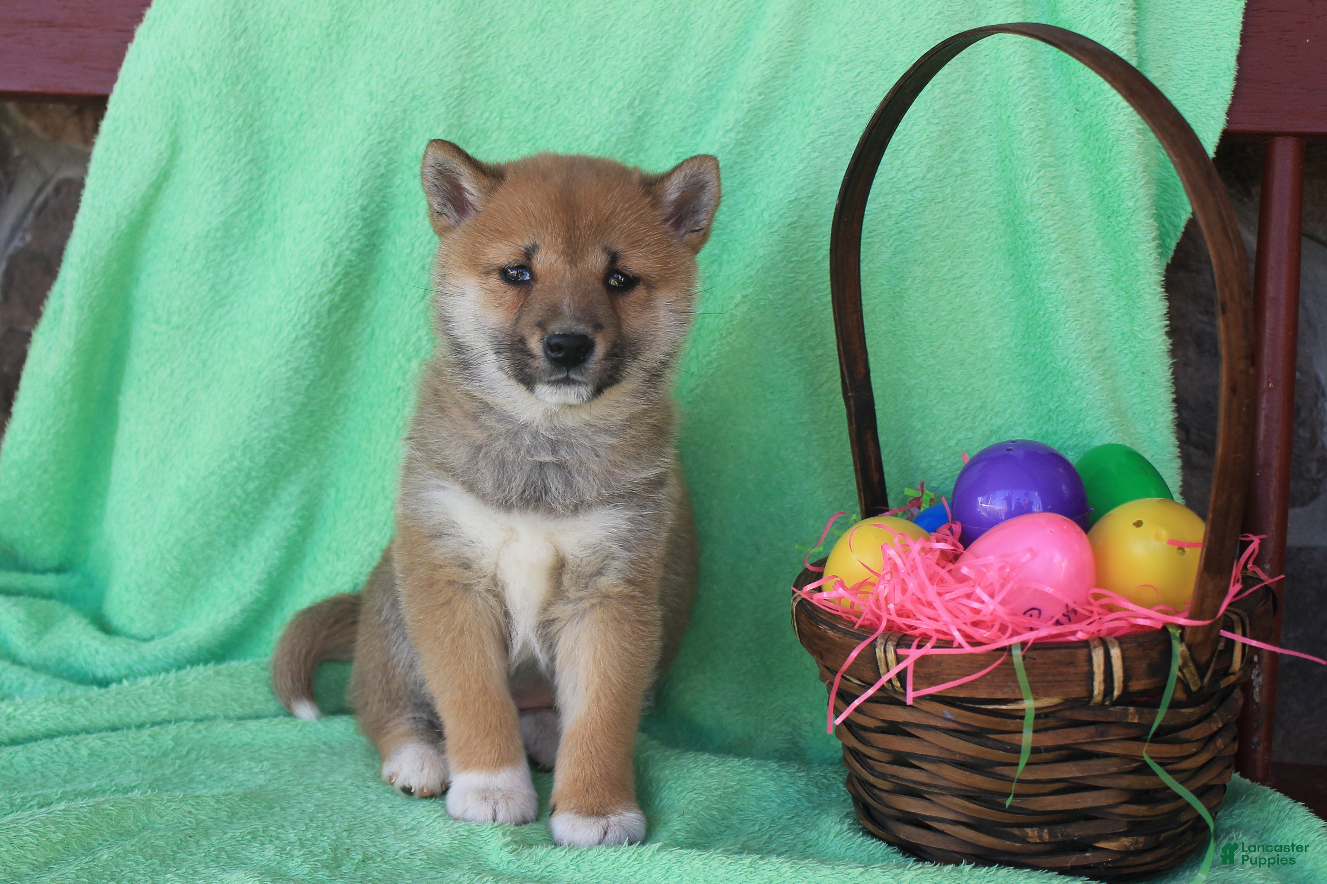 Shiba Inu dogs Shyla - Ad 2