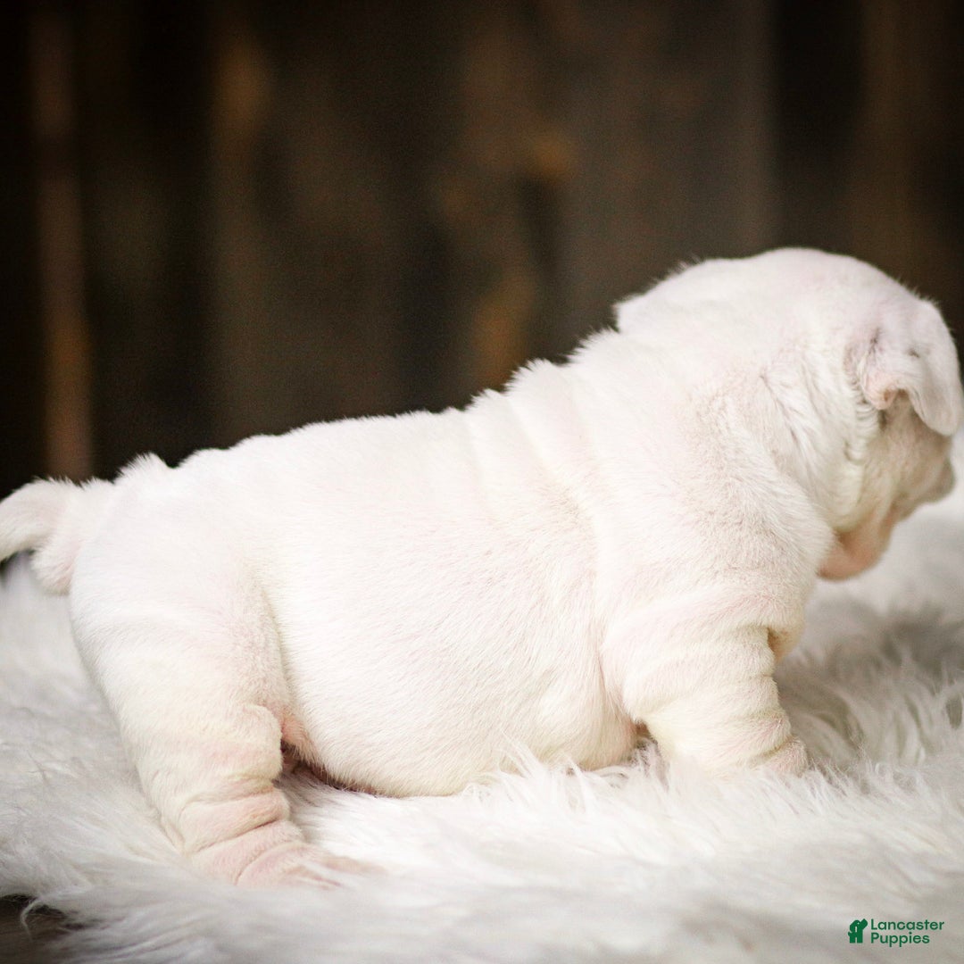 English Bulldog dogs for sale: Frosty - Ad 9