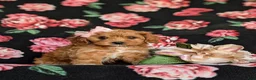 Cavapoo dogs for sale: Nina - Ad 3