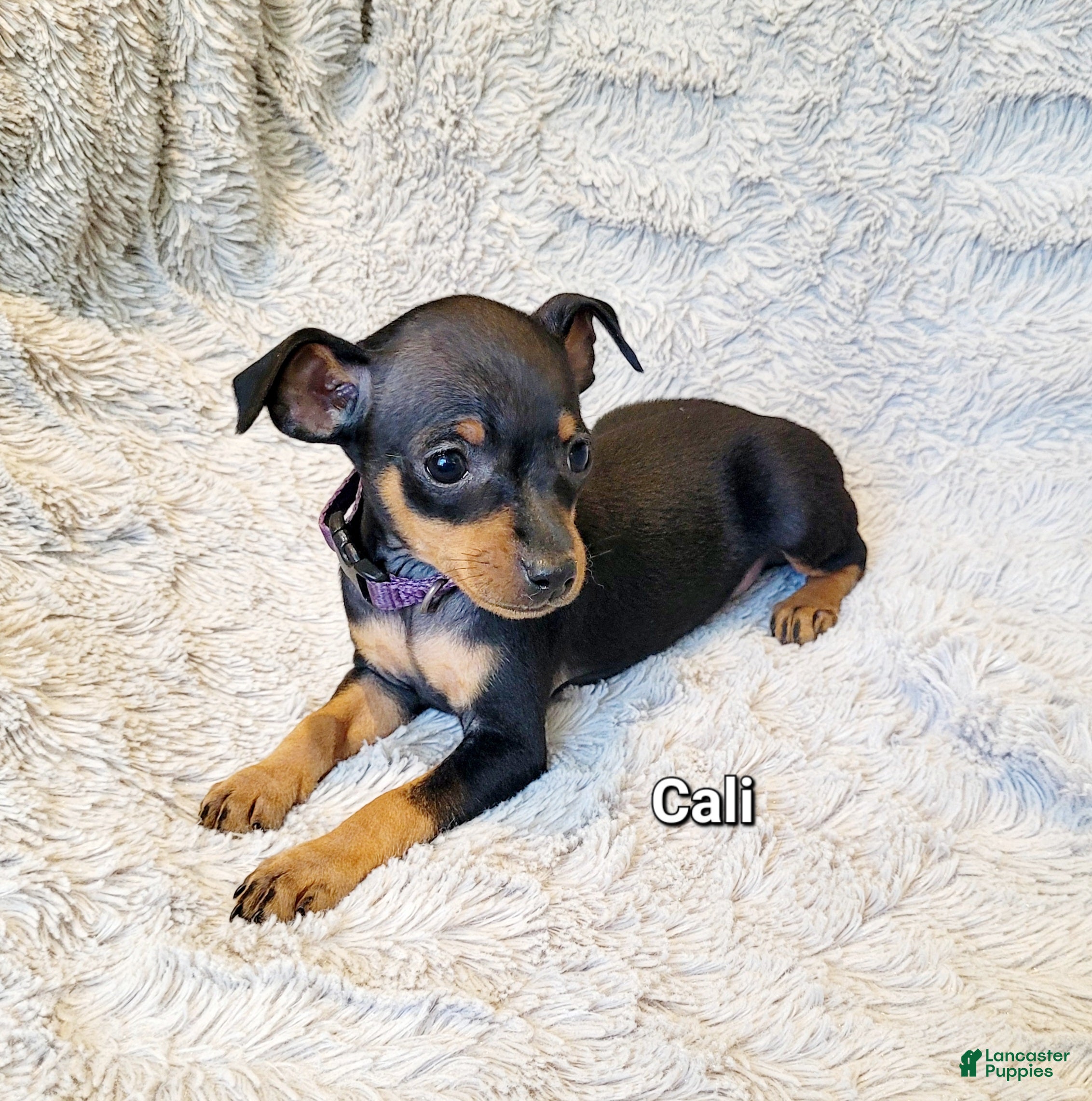 Miniature Pinscher dogs Cali - Ad 29