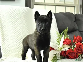 Belgian Malinois dogs Bailey - Ad 6