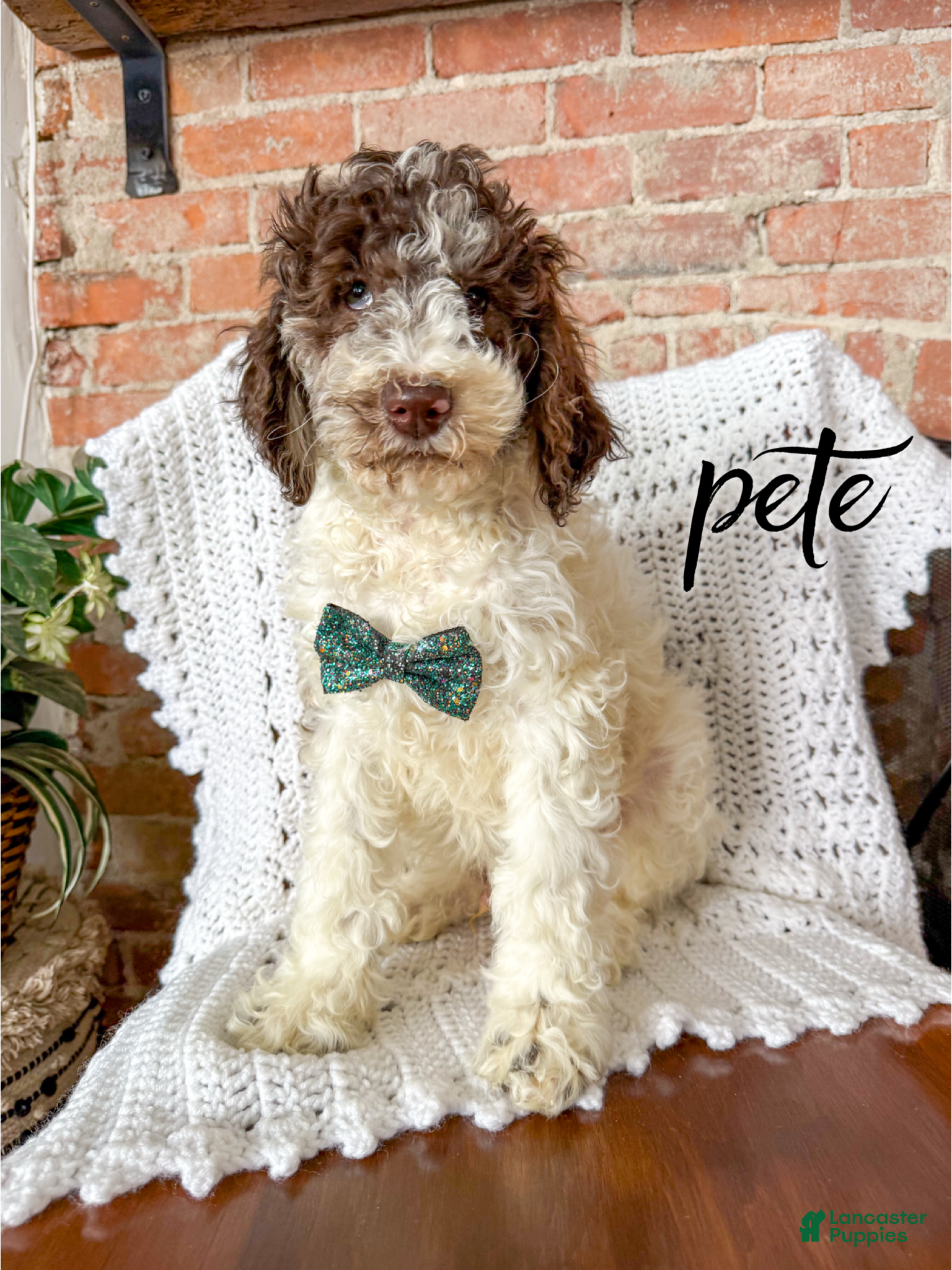 Mixed Breed dogs Pete - Ad 34