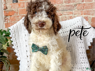 Mixed Breed dogs Pete - Ad 34