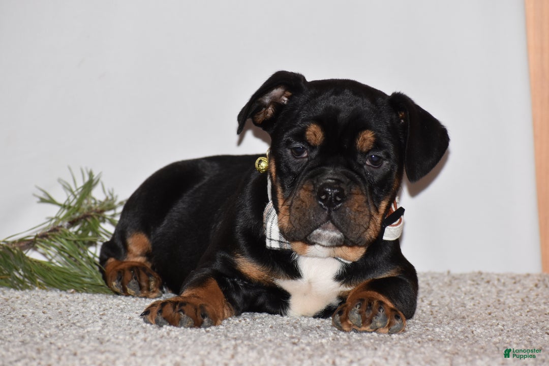 Mixed Breed dogs for sale: Buddy - Ad 10