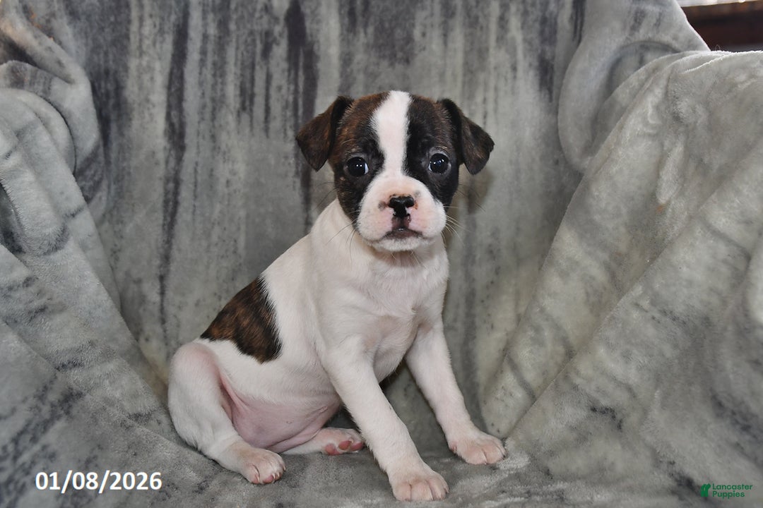 Mixed Breed dogs for sale: Chloe - Ad 1