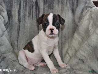 Mixed Breed dogs Chloe - Ad 39