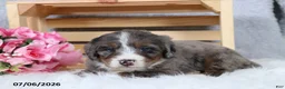 Mini Bernedoodle dogs for sale: Captain - Ad 10