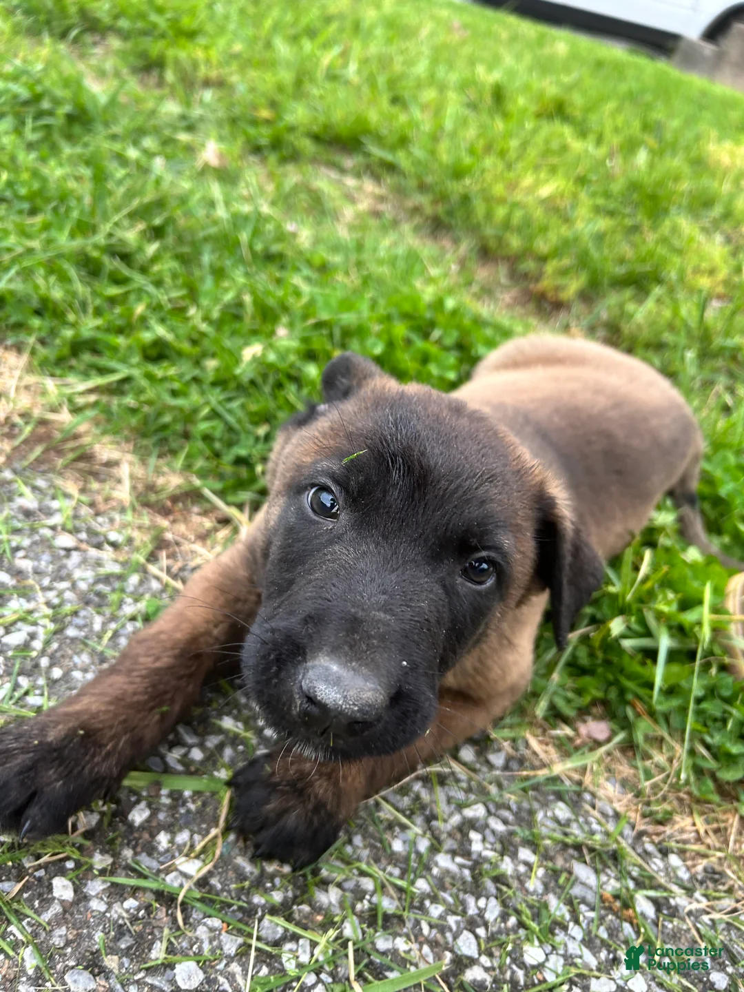 Belgian Malinois dogs for sale: Harley - Ad 2