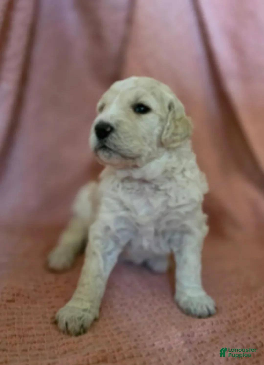 Goldendoodle dogs for sale: Elinore - Ad 5