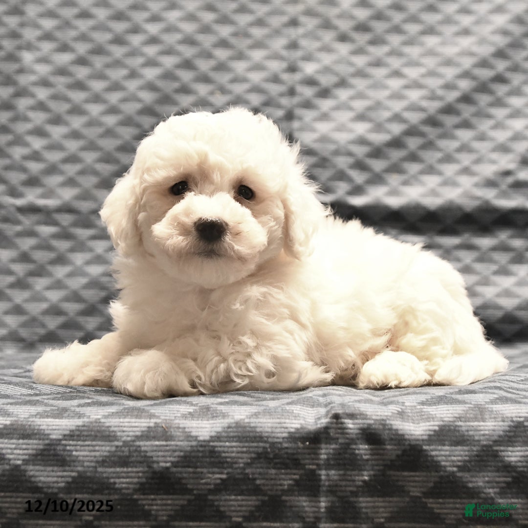 Bichon Frise dogs for sale: Fred - Ad 4
