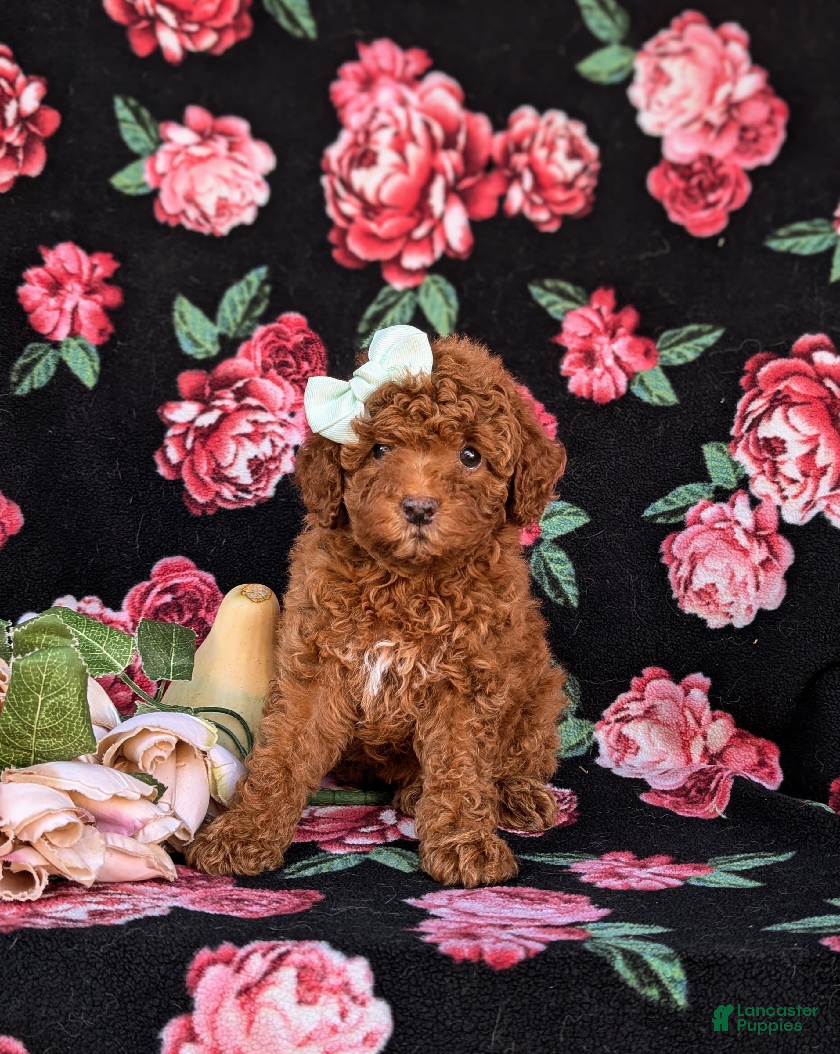 Cockapoo dogs for sale: Jemma Hypoallergenic - Ad 2