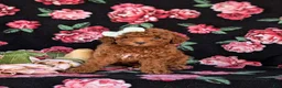 Cockapoo dogs for sale: Jemma Hypoallergenic - Ad 2