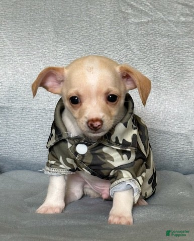 Chihuahua dogs Ranger - Ad 1