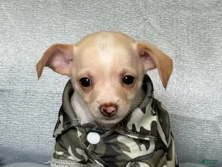 Chihuahua dogs for sale: Ranger - Ad 4