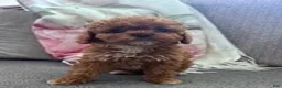 Cavapoo dogs for sale: Sadie  - Ad 1