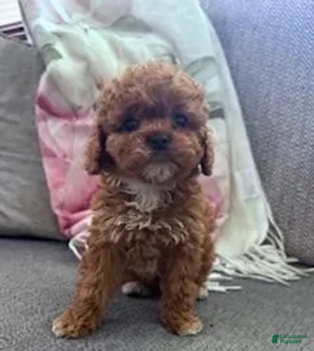 Cavapoo dogs for sale: Sadie  - Ad 1