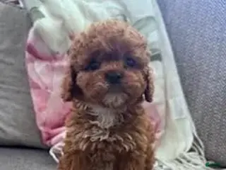 Cavapoo dogs Sadie - Ad 36