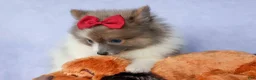 Pomeranian dogs for sale: Everest🐾 - Ad 13