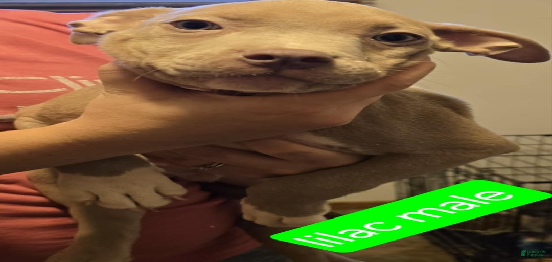 Gallery Image {{count}}